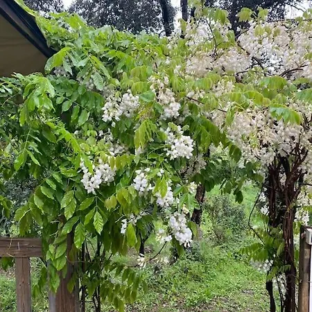 Mobilhome A La Campagne Porto-Vecchio (Corsica)